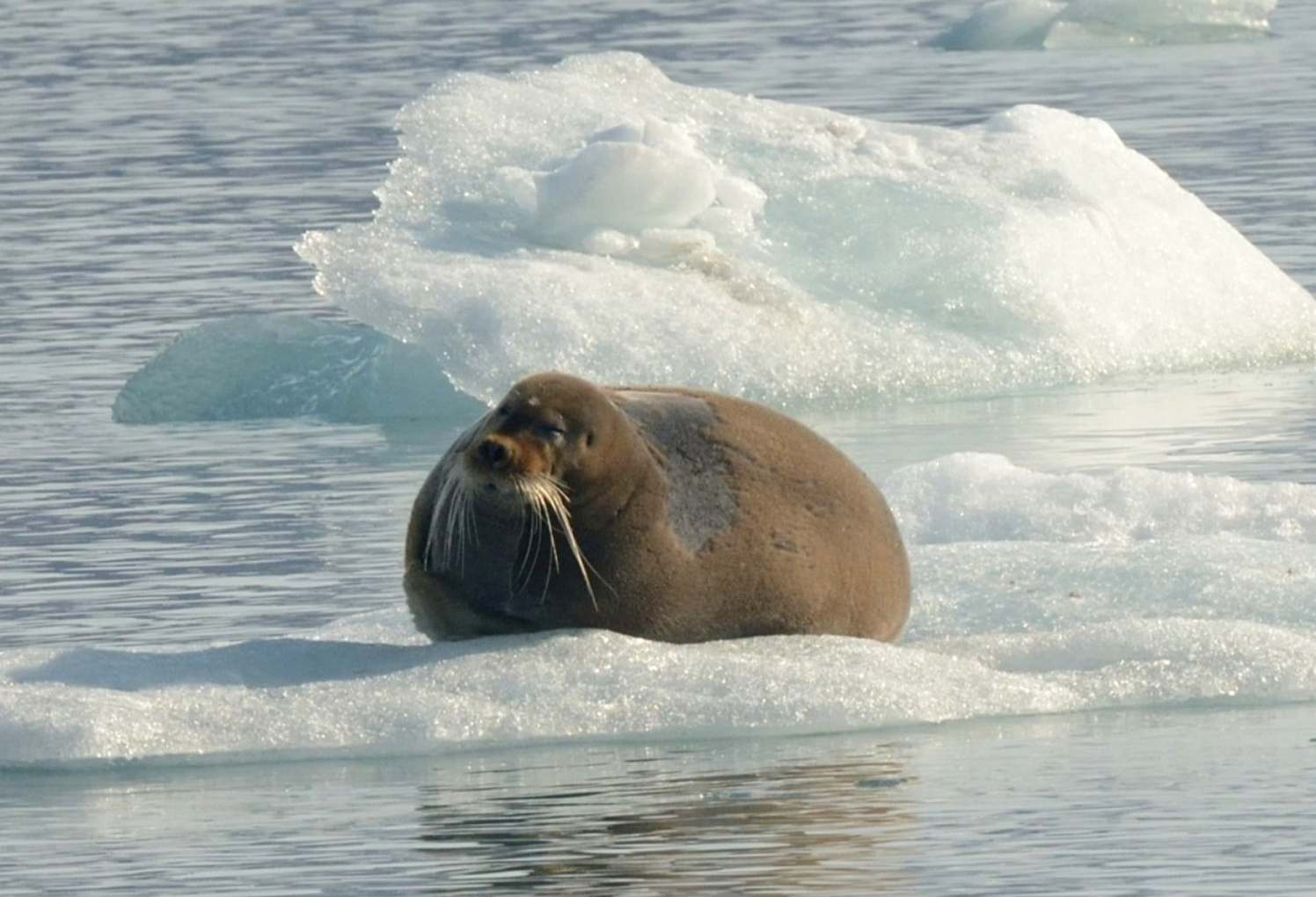 Fauna marina artica: tricheco su lastra di ghiaccio